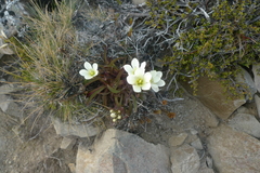 Gentianella bellidifolia