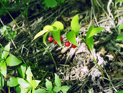 Streptopus streptopoides