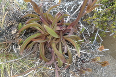 Gentianella bellidifolia