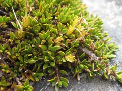 Coprosma perpusilla perpusilla