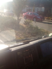 Trachycarpus fortunei