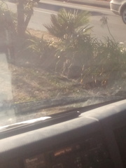 Trachycarpus fortunei