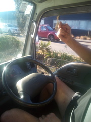 Trachycarpus fortunei