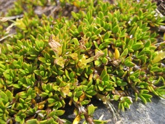 Coprosma perpusilla perpusilla