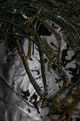 Chaetomorpha robusta