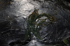 Chaetomorpha robusta