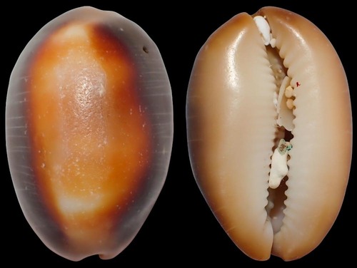 Lyncina ventriculus observed 2023-08-02