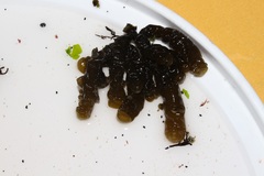 Splachnidium rugosum