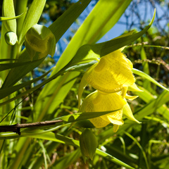 Calochortus pulchellus