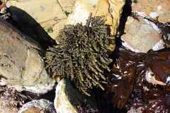 Splachnidium rugosum