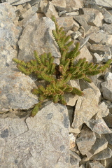 Veronica epacridea