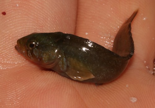 Clinus acuminatus