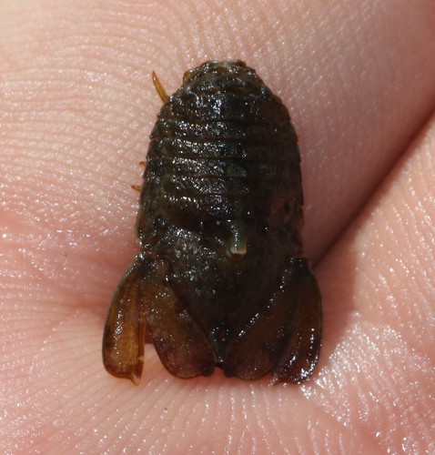 Parisocladus stimpsoni