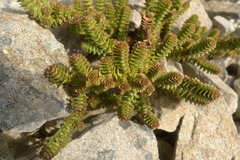 Veronica epacridea