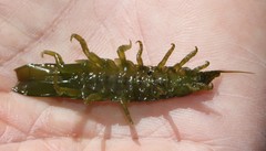 Paridotea ungulata