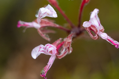Pelargonium dipetalum