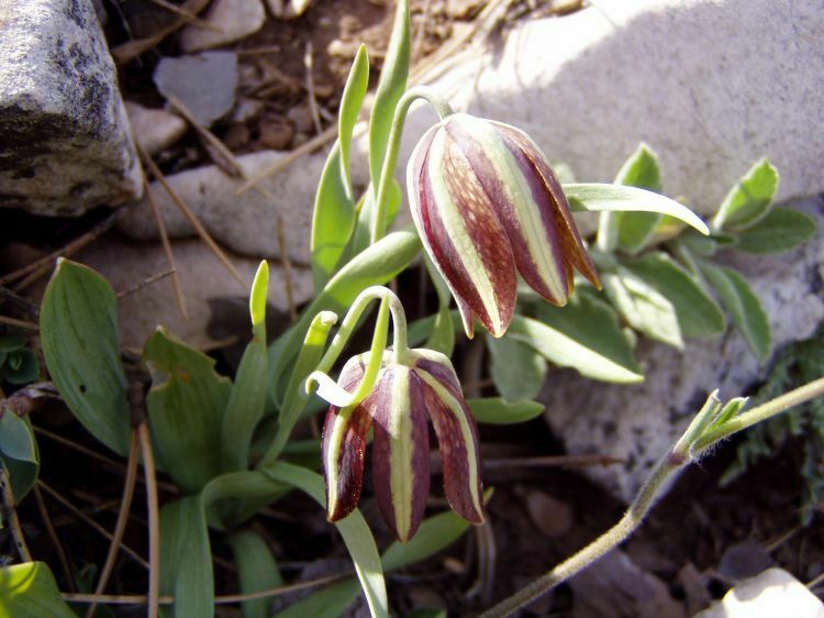 Greek Fritillary