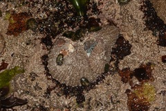Spongites yendoi