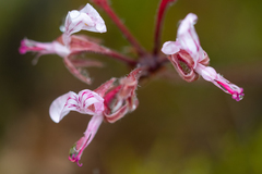 Pelargonium dipetalum