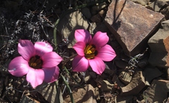 Romulea subfistulosa