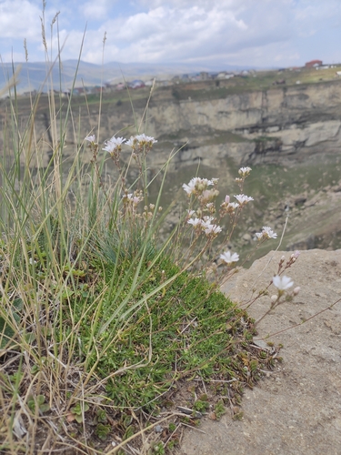 Image of Gypsophila tenuifolia by (c) Наталья Пикалова, some rights reserved (CC BY)