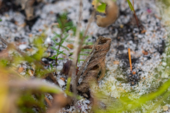 Pelargonium dipetalum