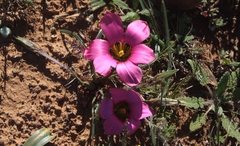Romulea subfistulosa