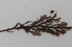 Pterosiphonia stangeri