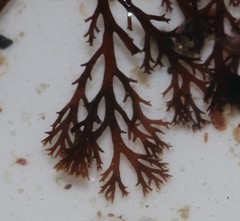 Pterosiphonia stangeri