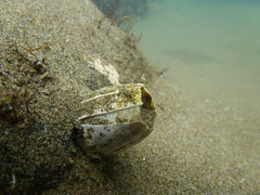 Austromegabalanus nigrescens