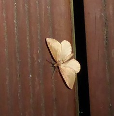 Xanthorhoe occulta