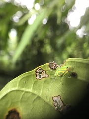Urolabida