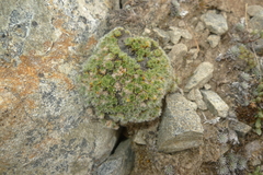 Veronica pulvinaris