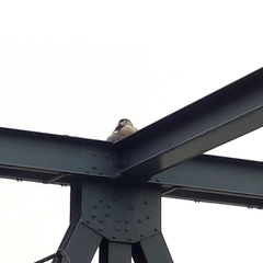 Alopochen aegyptiaca