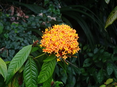 Ixora congesta