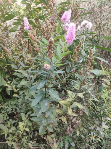 Spiraea salicifolia iNat (1)