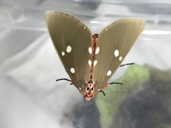 Tinolius eburneigutta