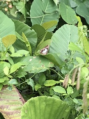 Polyura hebe plautus