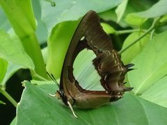Polyura hebe plautus