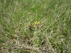 Chamaecytisus ratisbonensis