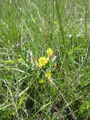 Chamaecytisus ratisbonensis