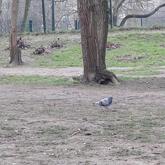 Columba livia domestica