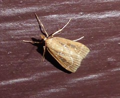 Eudonia octophora