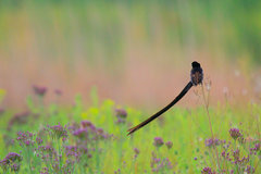 Euplectes progne