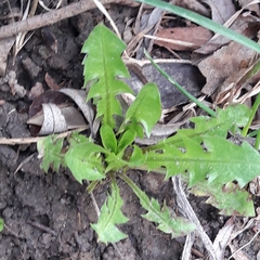 Taraxacum officinale