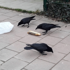 Corvus corone
