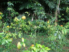 Ixora congesta