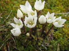 Gentianella amabilis