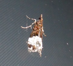 Scoparia minusculalis