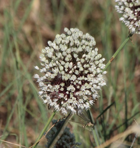 Allium myrianthum, photograph 4